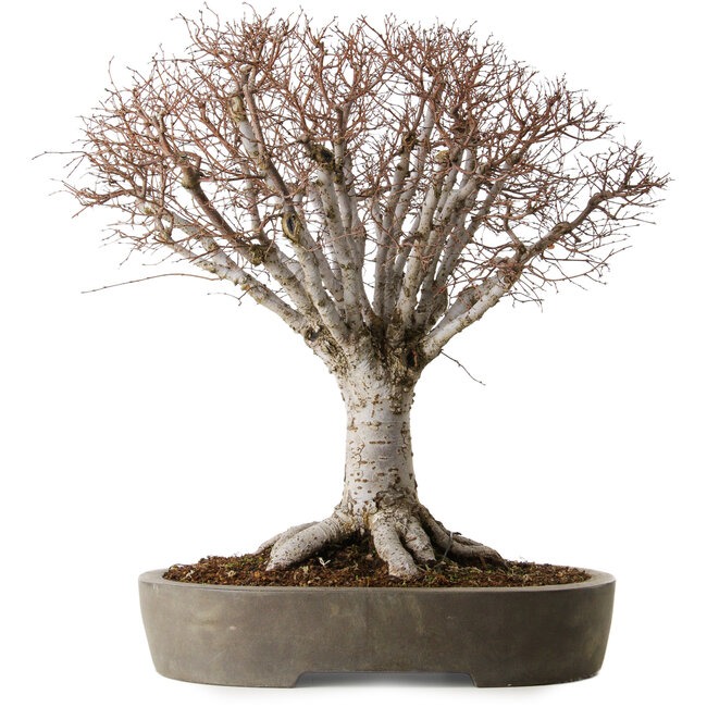 Zelkova serrata, 42 cm, ± 35 ans, dans un pot japonais artisanal de Tokoname avec un nebari de 22 cm