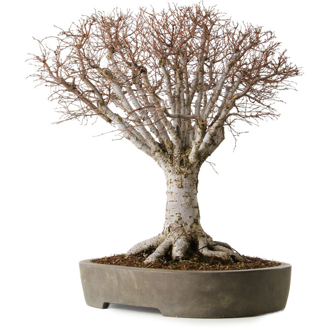 Zelkova serrata, 42 cm, ± 35 años, en una maceta japonesa hecha a mano de Tokoname con un nebari de 22 cm