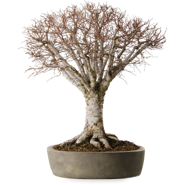 Zelkova serrata, 42 cm, ± 35 años, en una maceta japonesa hecha a mano de Tokoname con un nebari de 22 cm