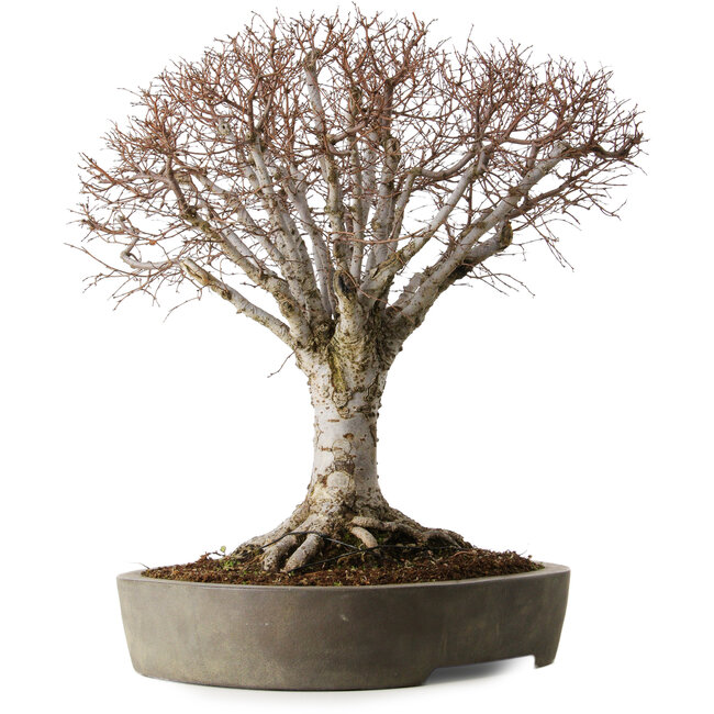 Zelkova serrata, 42 cm, ca. 35 Jahre alt, in einem handgefertigten japanischen Topf aus Tokoname mit einem Nebari von 22 cm