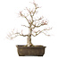 Acer palmatum Katsura, 44 cm, ± 45 years old