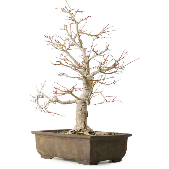 Acer palmatum Katsura, 44 cm, ± 45 ans