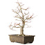 Acer palmatum Katsura, 44 cm, ± 45 jaar oud