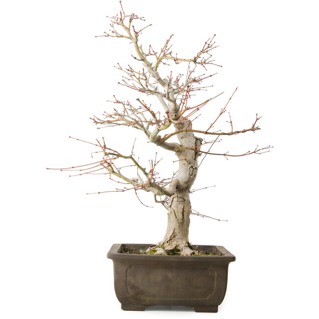 Acer palmatum Katsura, 44 cm, ± 45 jaar oud