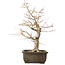 Acer palmatum Katsura, 44 cm, ± 45 ans