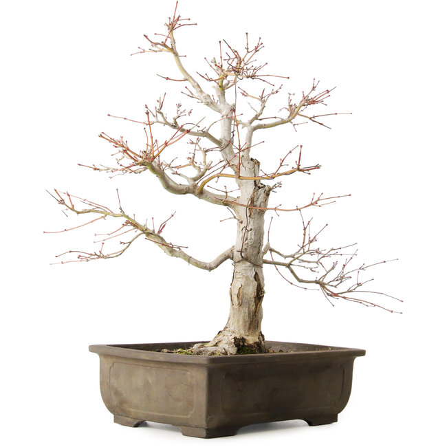 Acer palmatum Katsura, 44 cm, ± 45 anni