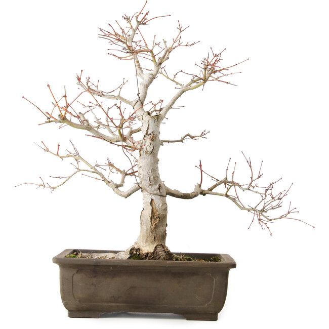 Acer palmatum Katsura, 44 cm, ± 45 años