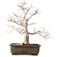 Acer palmatum Katsura, 44 cm, ± 45 years old