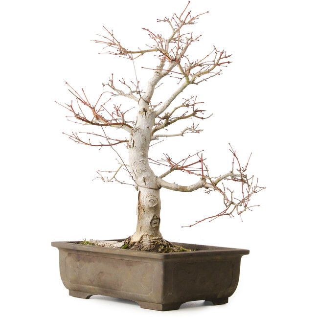 Acer palmatum Katsura, 44 cm, ± 45 jaar oud