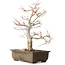 Acer palmatum Katsura, 44 cm, ± 45 años