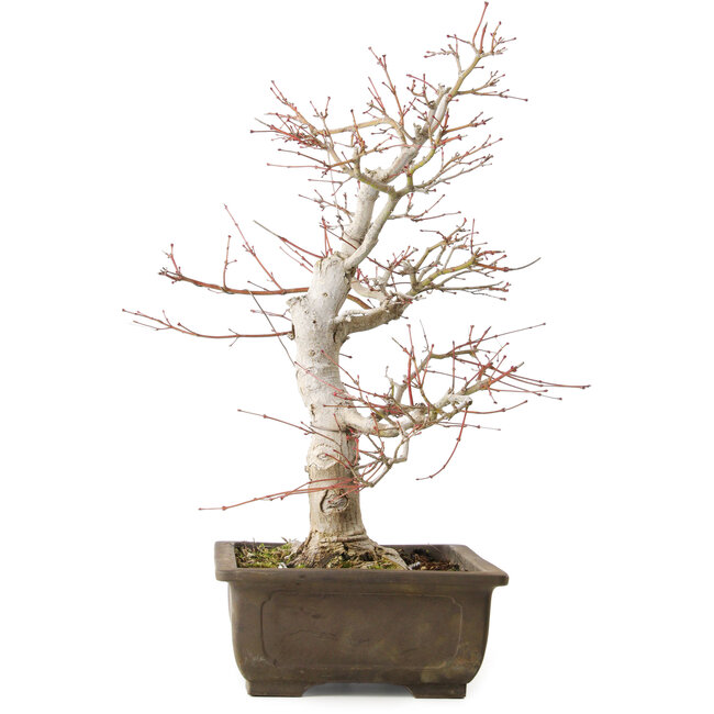 Acer palmatum Katsura, 44 cm, ± 45 years old