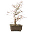 Acer palmatum Katsura, 44 cm, ± 45 anni