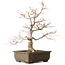 Acer palmatum Katsura, 44 cm, ± 45 anni