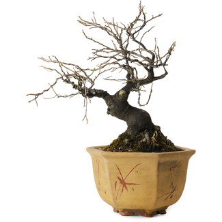 Diospyros kaki, 30 cm, ± 30 años