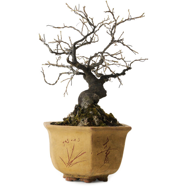 Diospyros kaki, 30 cm, ± 30 anni, in un vecchio vaso cinese con un nebari di 12 cm