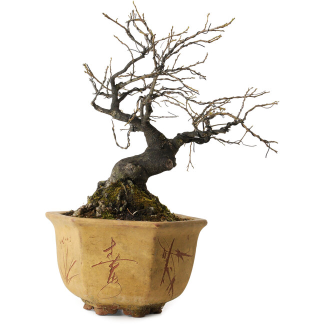 Diospyros kaki, 30 cm, ± 30 years old, in an old Chinese pot with a nebari of 12 cm