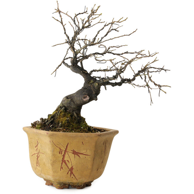 Diospyros kaki, 30 cm, ± 30 years old, in an old Chinese pot with a nebari of 12 cm