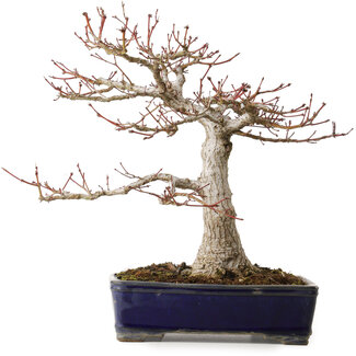 Acer palmatum, 36 cm, ± 35 anni
