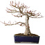Acer palmatum, 36 cm, ± 35 jaar oud, met een nebari van 14 cm