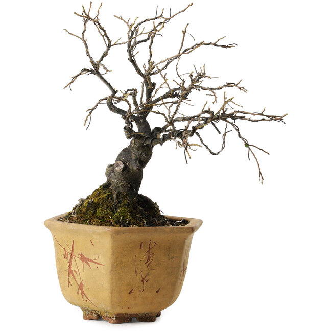 Diospyros kaki, 30 cm, ca. 30 Jahre alt, in einem alten chinesischen Topf mit einem Nebari von 12 cm