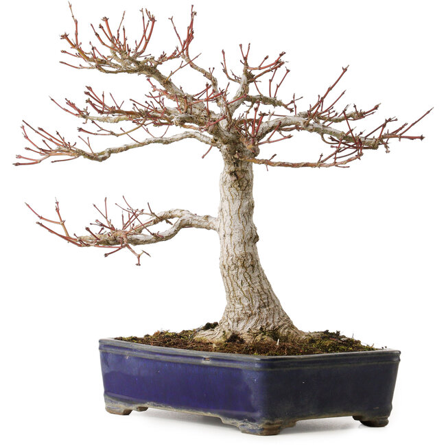 Acer palmatum, 36 cm, ca. 35 Jahre alt, mit einem Wurzelhals von 14 cm