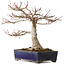 Acer palmatum, 36 cm, ca. 35 Jahre alt, mit einem Wurzelhals von 14 cm