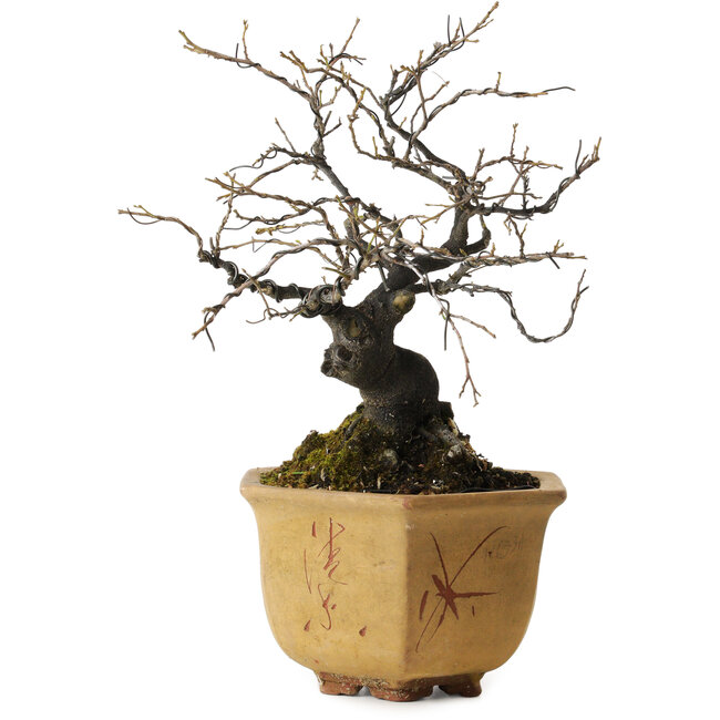 Diospyros kaki, 30 cm, ca. 30 Jahre alt, in einem alten chinesischen Topf mit einem Nebari von 12 cm