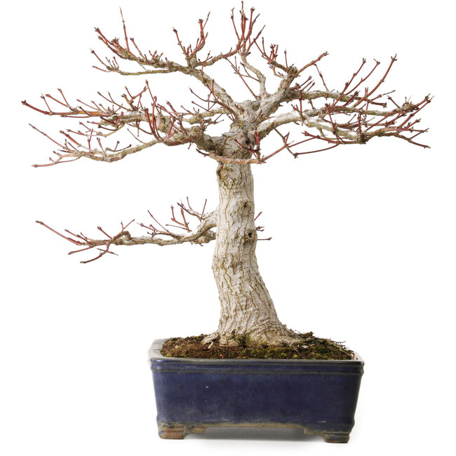 Acer palmatum, 36 cm, ca. 35 Jahre alt, mit einem Wurzelhals von 14 cm