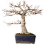 Acer palmatum, 36 cm, ± 35 anni, con un nebari di 14 cm