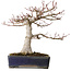 Acer palmatum, 36 cm, ± 35 jaar oud, met een nebari van 14 cm