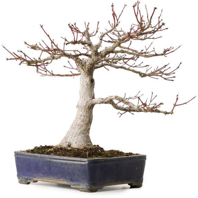 Acer palmatum, 36 cm, ± 35 anni, con un nebari di 14 cm