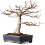 Acer palmatum, 36 cm, ± 35 jaar oud, met een nebari van 14 cm