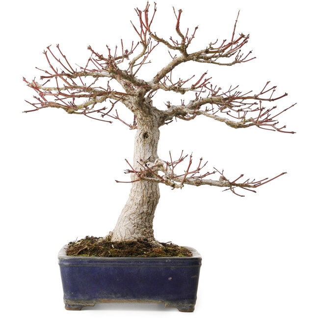 Acer palmatum, 36 cm, ± 35 anni, con un nebari di 14 cm