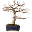 Acer palmatum, 36 cm, ± 35 jaar oud, met een nebari van 14 cm