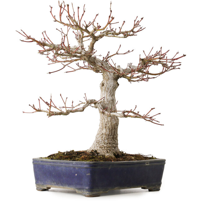 Acer palmatum, 36 cm, ± 35 jaar oud, met een nebari van 14 cm