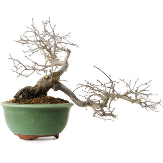 Eime Yozan Diospyros kaki, 20 cm, ± 35 anni