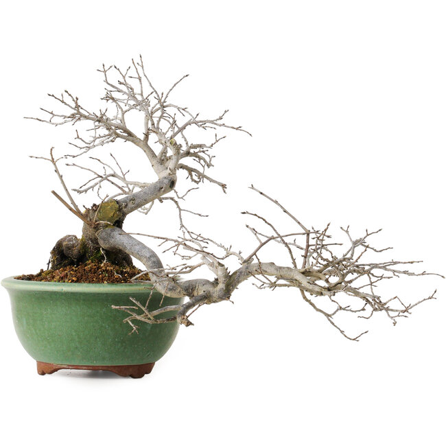 Diospyros kaki, 20 cm, ± 35 years old, with a nebari of 9 cm, in a handmade Japanese pot by Eime Yozan