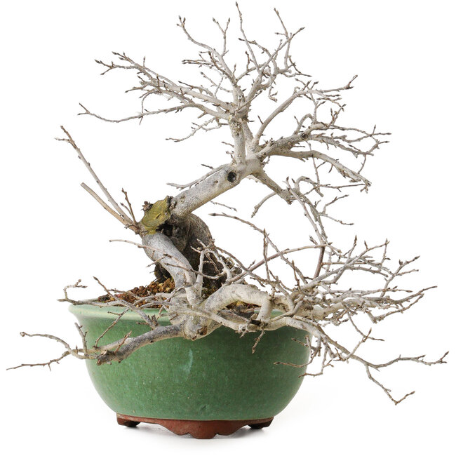 Diospyros kaki, 20 cm, ± 35 years old, with a nebari of 9 cm, in a handmade Japanese pot by Eime Yozan
