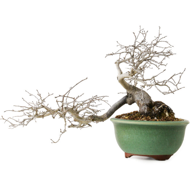 Diospyros kaki, 20 cm, ± 35 anni, con un nebari di 9 cm, in un vaso giapponese fatto a mano da Eime Yozan