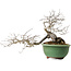 Diospyros kaki, 20 cm, ± 35 years old, with a nebari of 9 cm, in a handmade Japanese pot by Eime Yozan