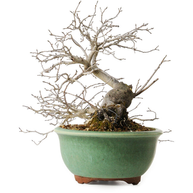 Diospyros kaki, 20 cm, ± 35 years old, with a nebari of 9 cm, in a handmade Japanese pot by Eime Yozan
