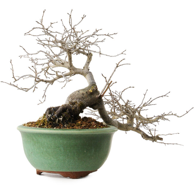 Diospyros kaki, 20 cm, ± 35 years old, with a nebari of 9 cm, in a handmade Japanese pot by Eime Yozan