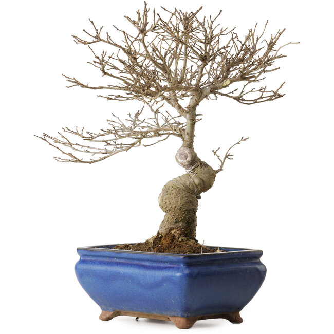Ilex serrata Koshobay, 20 cm, environ 15 ans, avec une petite cicatrice sur le tronc