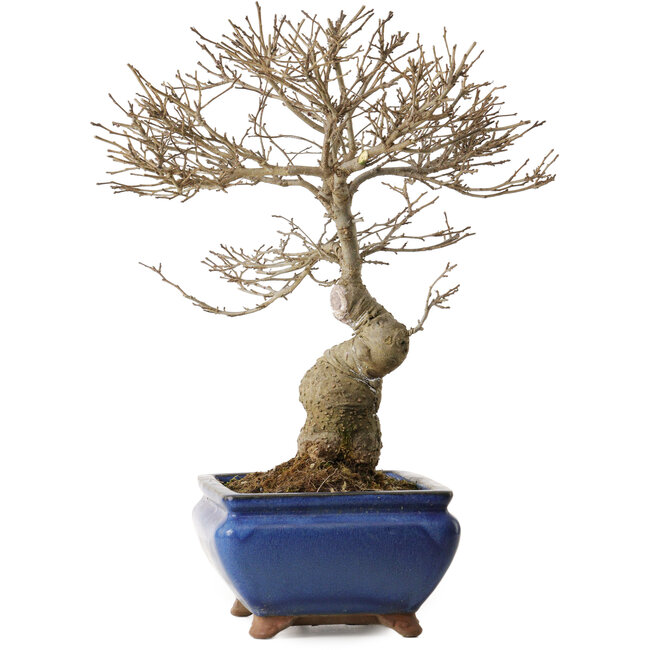 Ilex serrata Koshobay, 20 cm, ca. 15 Jahre alt, mit einer kleinen Narbe am Stamm