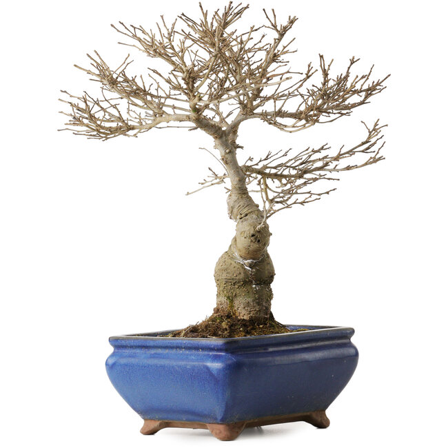 Ilex serrata Koshobay, 20 cm, environ 15 ans, avec une petite cicatrice sur le tronc