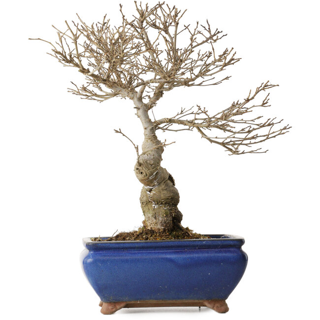 Ilex serrata Koshobay, 20 cm, environ 15 ans, avec une petite cicatrice sur le tronc