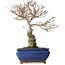 Ilex serrata Koshobay, 20 cm, environ 15 ans, avec une petite cicatrice sur le tronc