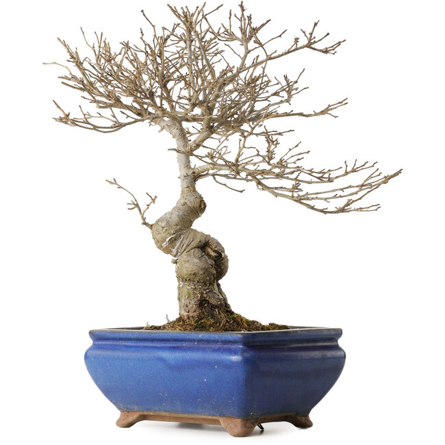 Ilex serrata Koshobay, 20 cm, environ 15 ans, avec une petite cicatrice sur le tronc