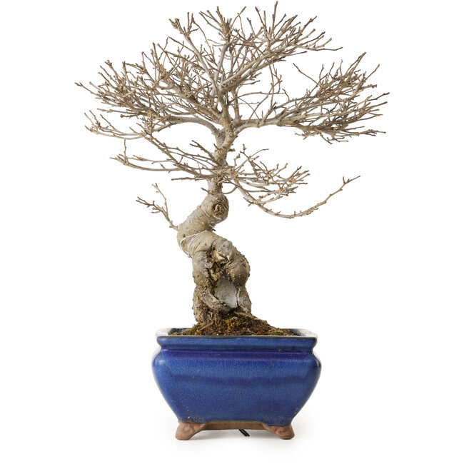 Ilex serrata Koshobay, 20 cm, environ 15 ans, avec une petite cicatrice sur le tronc