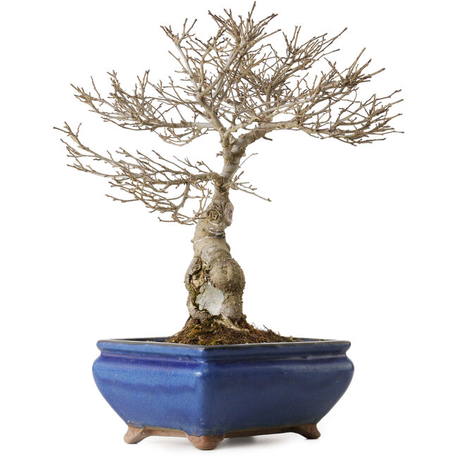Ilex serrata Koshobay, 20 cm, environ 15 ans, avec une petite cicatrice sur le tronc